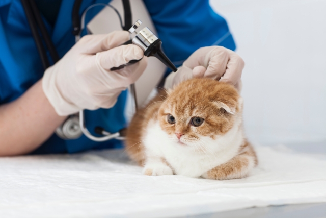 猫の外耳炎の治し方。改善に役立つ薬・フードはどれ？治療費は？
