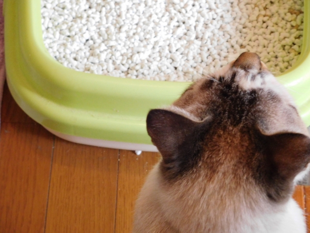 猫の目に涙・・尿路結石（ストルバイト・シュウ酸カルシウム）の対策フード